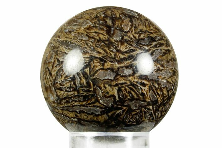 Polished Petrified Cycad (Cycadales) Fossil Sphere #370878